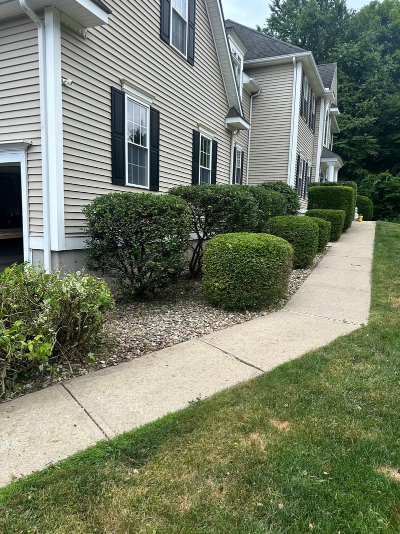 Neatly trimmed hedges after a shrub trimming service